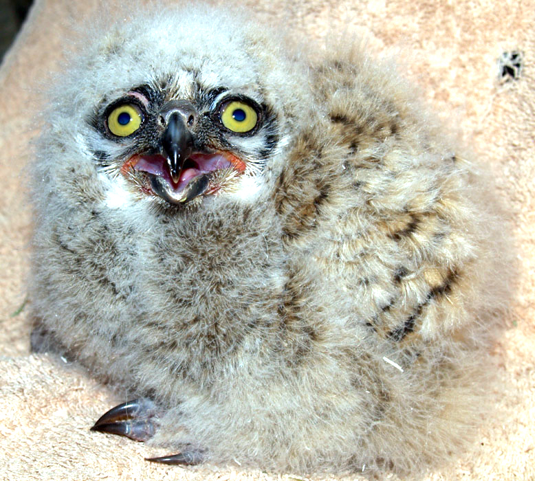 Dayton Valley Wildlife Reststop — Helping Wildlife Recover